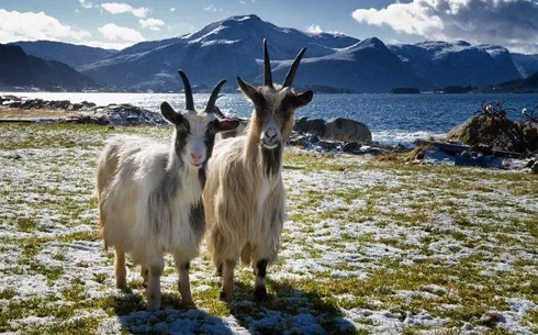 Вестланд ешкісі (Vestland)