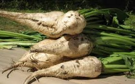 Сахарная свекла сорт Новелла