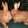 Жаңа Зеландия қояны (New Zealand rabbit)