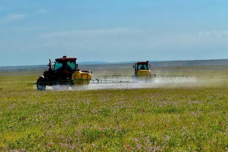 В Казахстане против саранчи обработано более 90% запланированной площади