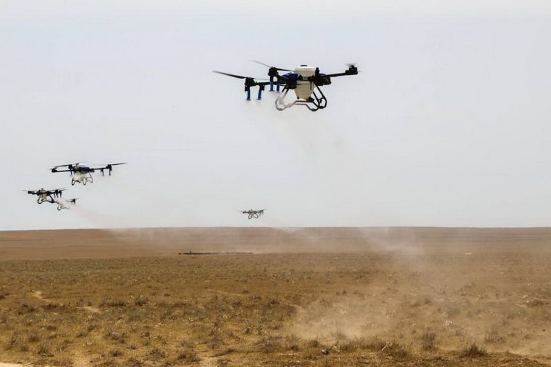 Появление саранчи выявили почти на 880 тыс. га сельхозполей в Казахстане