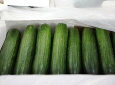 Платную фитосанитарную экспертизу ввели в Казахстане