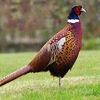 Охотничий фазан (Hunting pheasant)