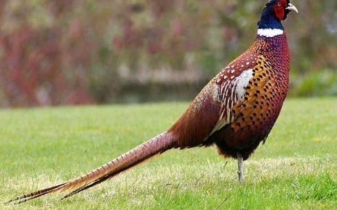 Охотничий фазан (Hunting pheasant)