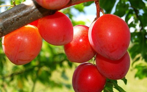 Слива сорт Ойши Васэ