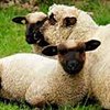 Оксфорд Даун порода овец (Oxford Down)