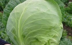 Капуста белокочанная сорт Оксилус F1