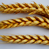 Пшеница сорта Октябрина 70