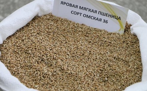 Пшеница сорта Омская 36
