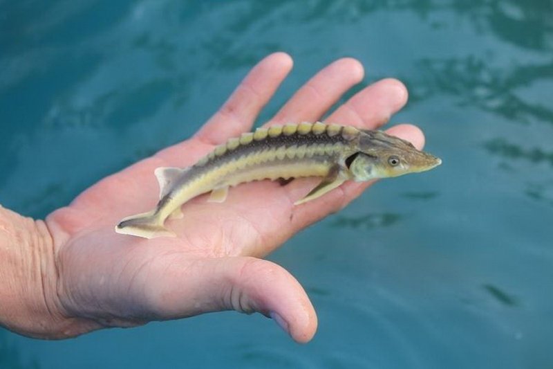 Инвесторы из Китая намерены производить осетров и икру в Мангистау