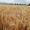 Пшеница сорта Оскемен