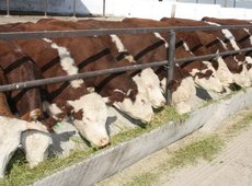 Кредиты на 1,3 млрд тенге выдали откормплощадкам Жетысу на закуп скота