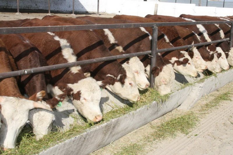 Кредиты на 1,3 млрд тенге выдали откормплощадкам Жетысу на закуп скота