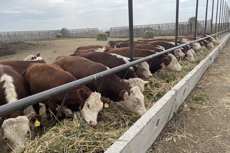 Куда Казахстан продает мясо