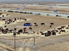 В Казахстане построят скотную биржу