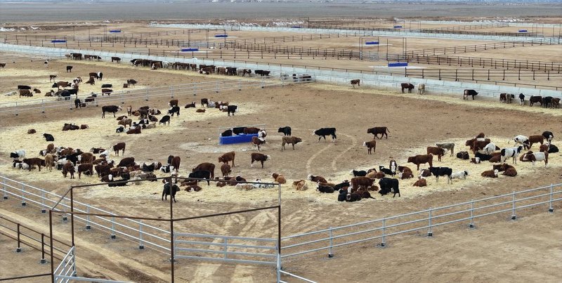 В Казахстане построят скотную биржу