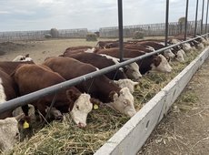 Программу кредитования откормплощадок запустили в Казахстане