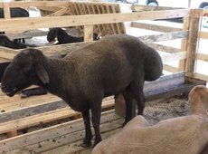 Международный фестиваль овцеводства проведут в Уральске