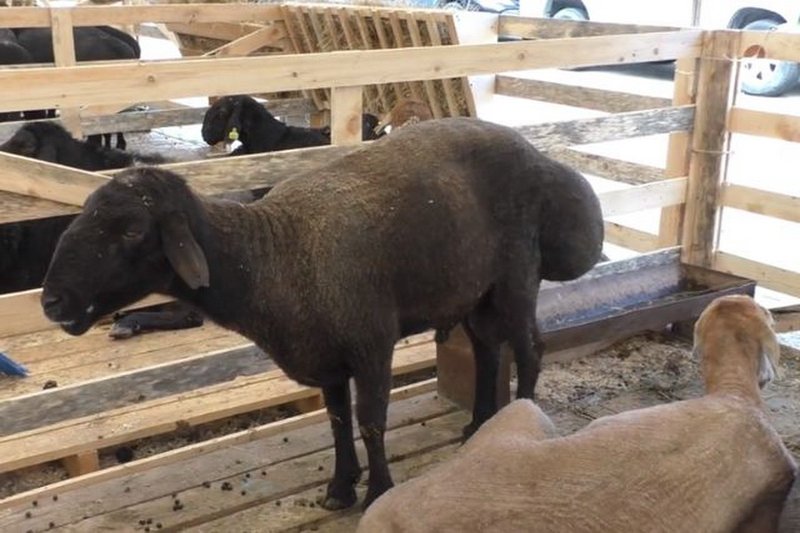Международный фестиваль овцеводства проведут в Уральске