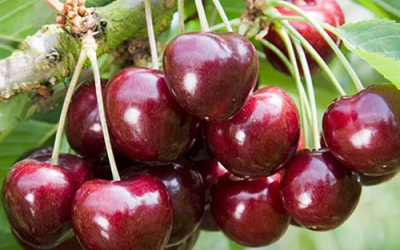 Черешня сорт Овстуженка