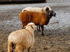 Программу развития овцеводства примут в области Абай