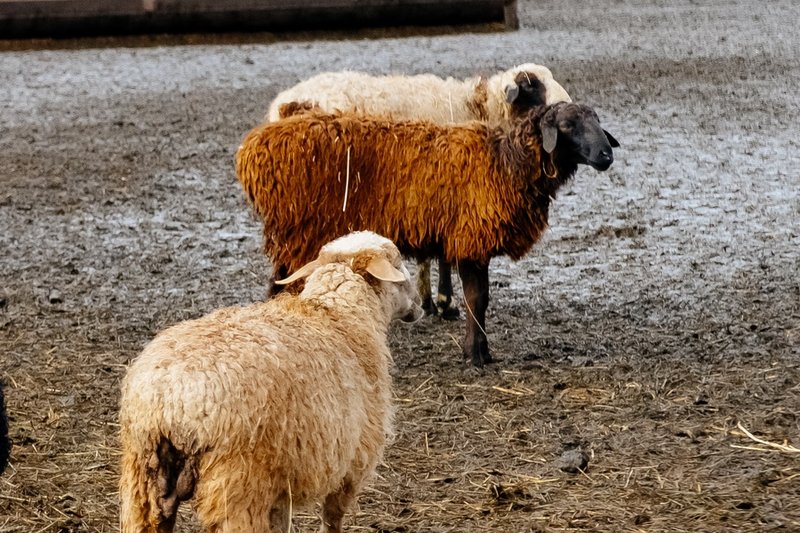 Программу развития овцеводства примут в области Абай