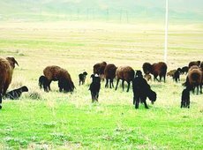 В Жамбылской области идет массовая окотная кампания