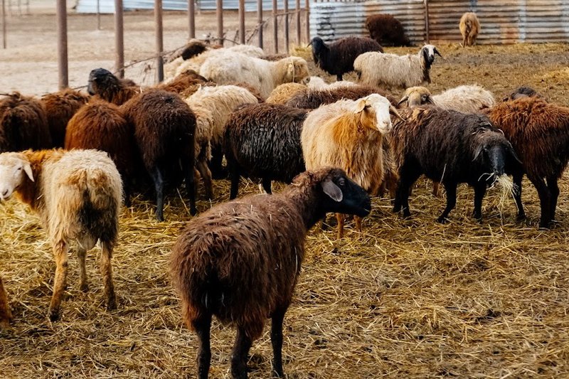 Число пунктов по приёму шкур и шерсти увеличат в области Абай