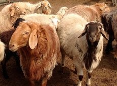 Откормплощадку на 12 тыс. голов МРС строят в Аркалыке