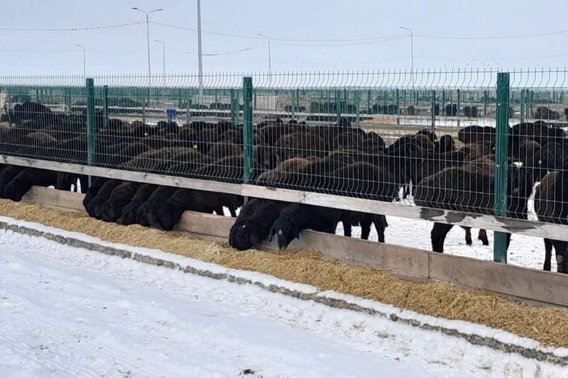 Породу овец с самым высоким выходом мяса определили в Казахстане