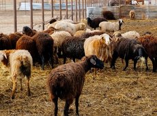 Причину массовой гибели овец выясняют в ЗКО