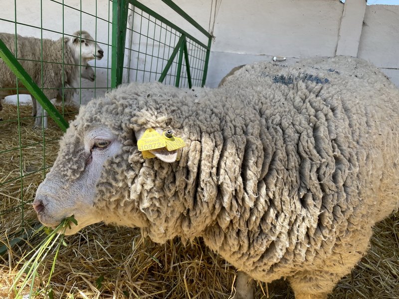 Самые распространённые породы овец, которые выращивают фермеры Казахстана