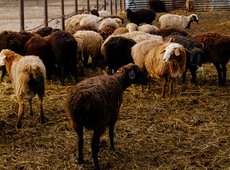 Ветеринары похищали субсидии в Туркестанской области