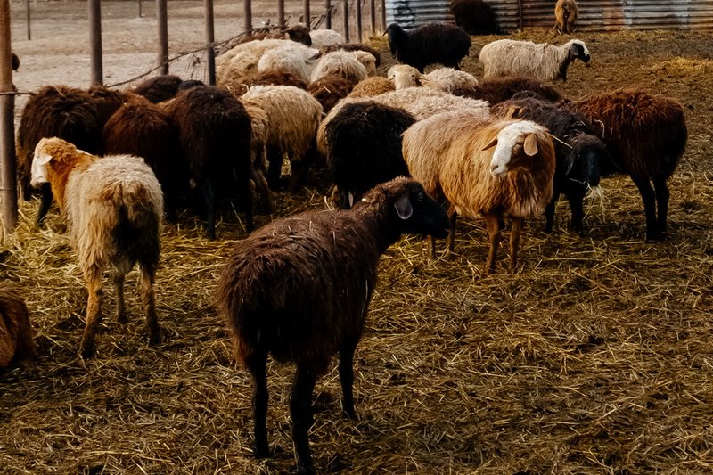 Ветеринары похищали субсидии в Туркестанской области