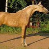 Паломино (Palomino horses)