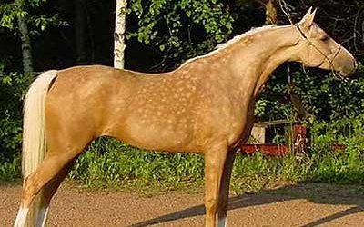 Паломино (Palomino horses)