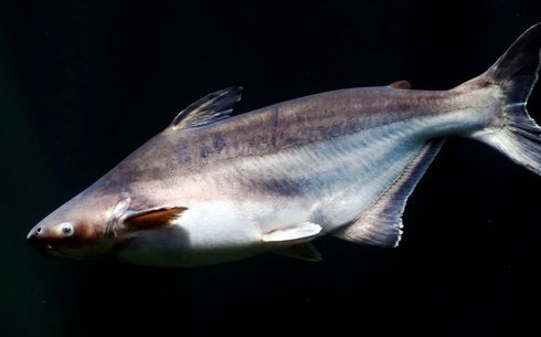 Пангасиус (Pangasius)