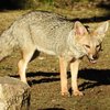 Парагвайлық (Paraguay fox)