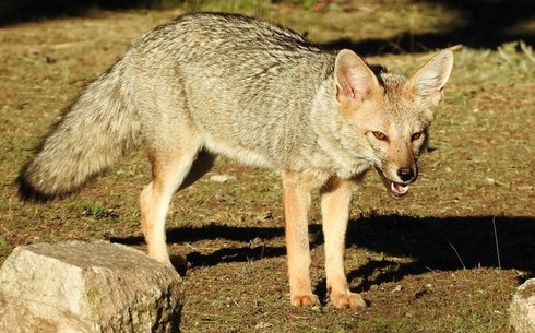 Парагвайская (Paraguay fox)