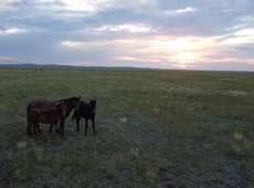 В Казахстане в госсобственность возвращено около 900 тыс. га сельхозземли