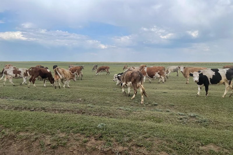 В Северо-Казахстанской области изъяли 38 тыс. га пастбищ