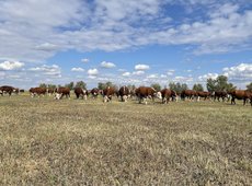 Жайылым туралы заңға түзетулерді Мәжіліс мақұлдады