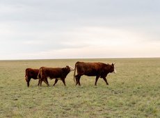 1,5 млн га земель изъято в Казахстане с начала года