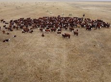 Программа финансирования животноводства в Казахстане заработает до конца года