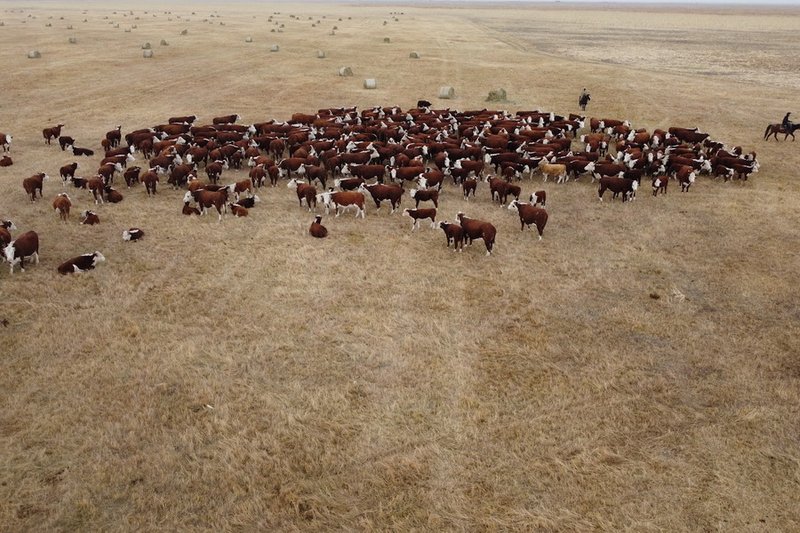 Сельхозперепись в онлайн-формате продлена до 20 сентября