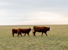 Причину гибели КРС выясняют в Атырауской области