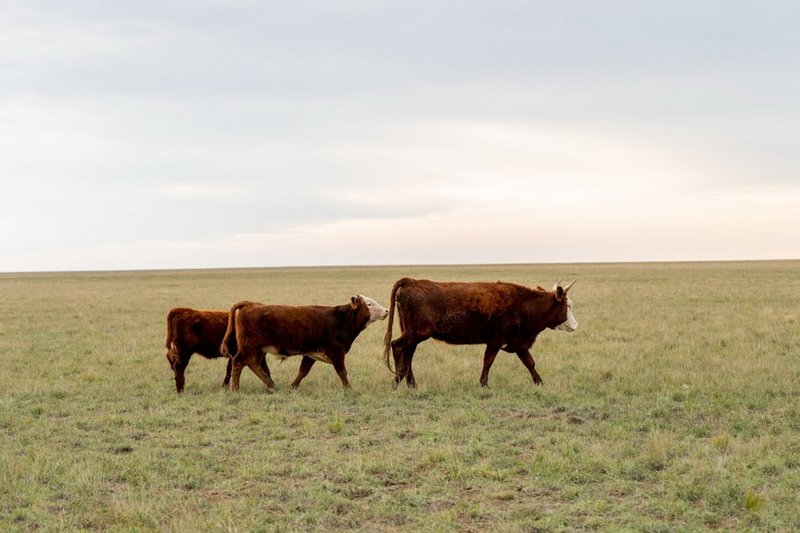 Причину гибели КРС выясняют в Атырауской области