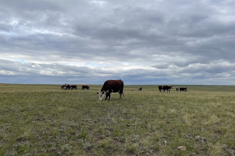 Новые задачи поставило правительство перед Минсельхозом