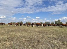 Обеспечить сельское население пастбищами намерено правительство