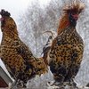 Павловская (Pavlovian breed chickens)